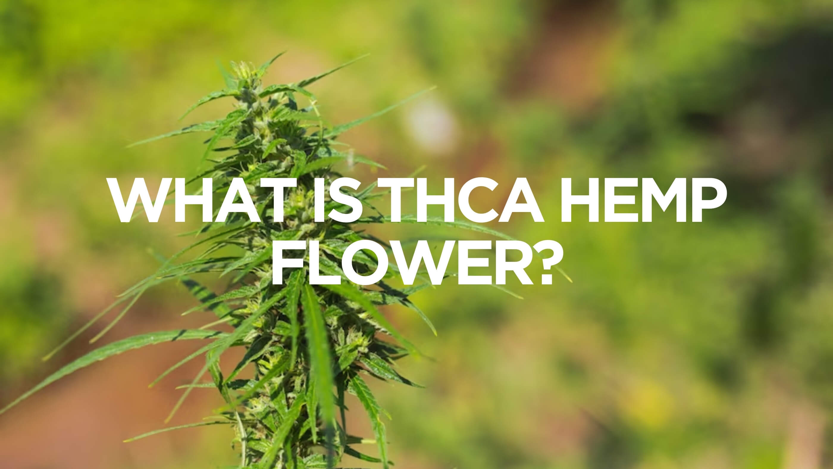Exploring Lab Tested THCa Hemp Flower: An Analysis