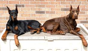 Doberman Puppies for Sale in Virginia 