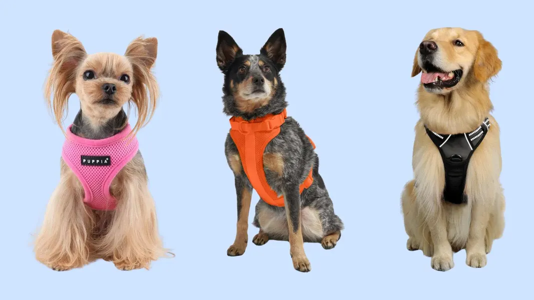 Why a Dog Harness Is Essential for Your Pup’s Safety and Comfort