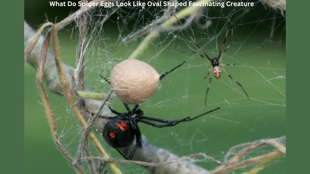 What Do Spider Eggs Look Like